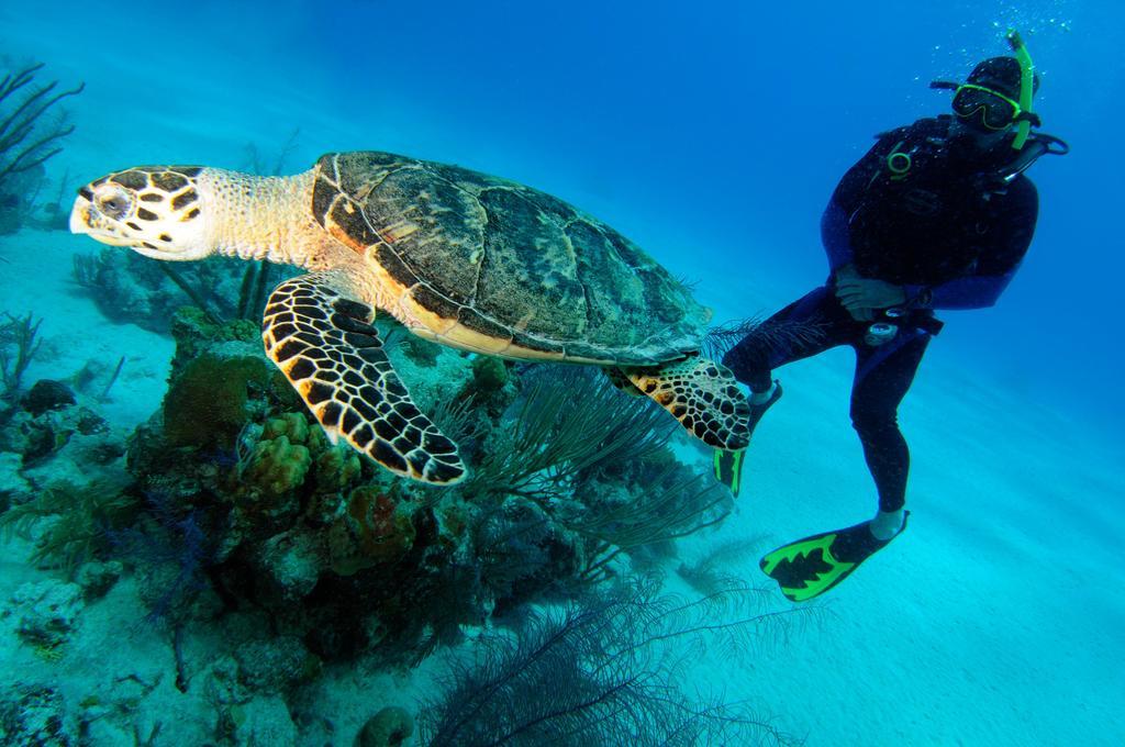 Bohio Dive Resort Cockburn Town ภายนอก รูปภาพ